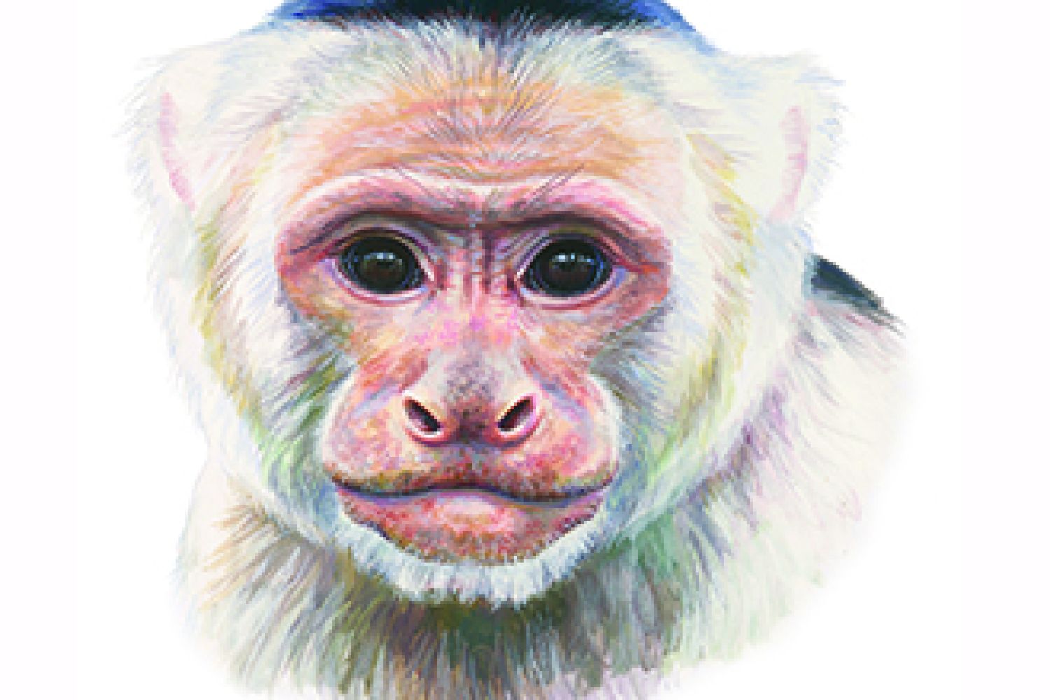 Dibuix de mamífers amb aquarel·les al Museu Darder Dibuix de mamífers amb aquarel·les al Museu Darder